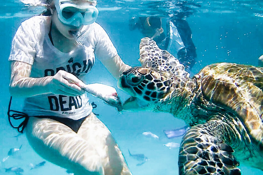 Swimming with Turtles