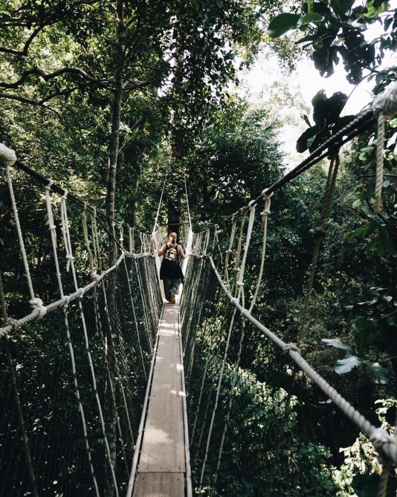 Canopy Bridge Taman Negara