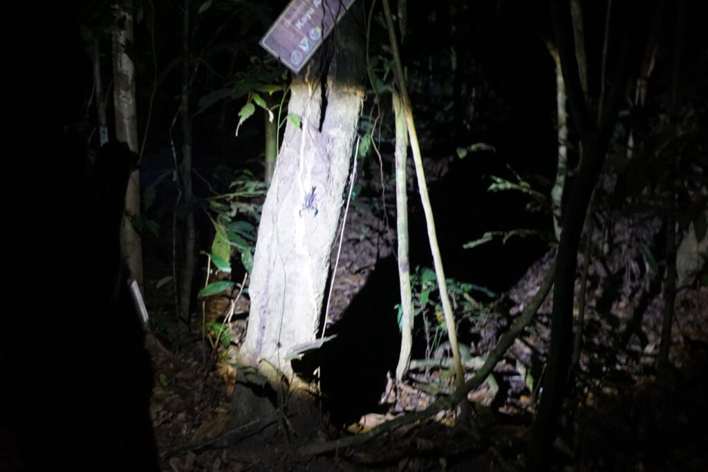 Scorpion in Taman Negara Malaysia