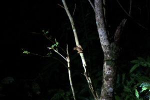 Small Frog on the Jungle Night Walk Taman Negara Malaysia