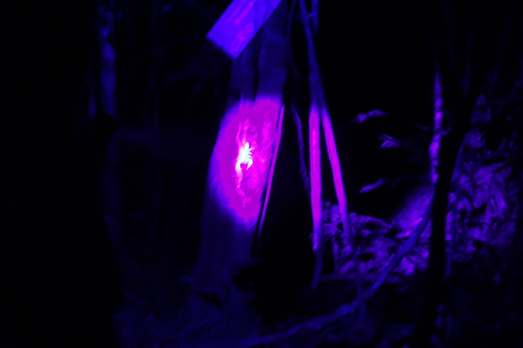 Glowing scorpion in Taman Negara Malaysia