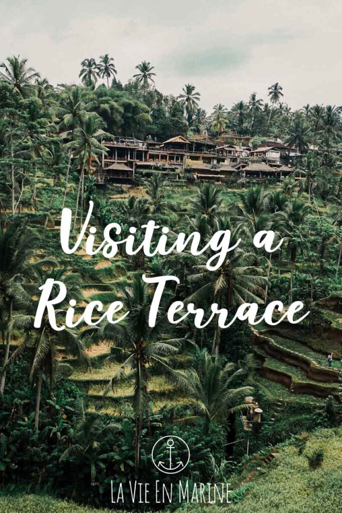 Visiting a Rice Terrace - Pin