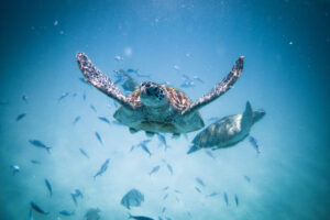 turtles swimming