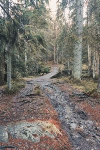 Tyresta - Hiking in Sweden