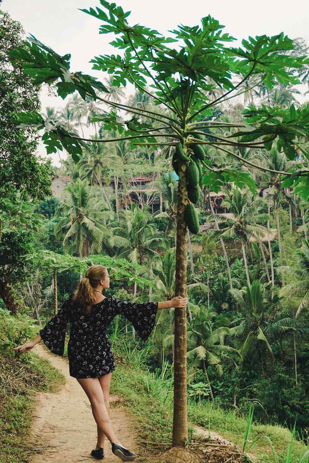 Visit a rice terrace - Papaya-licious