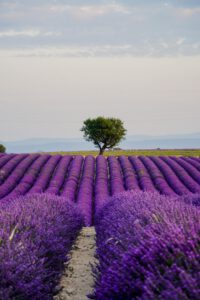 Europe Bucket List - Lavender Fields Provence, France