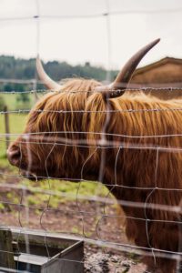 Famous Highland Cows of Scotland, Visiting the Highlands - La Vie En Marine