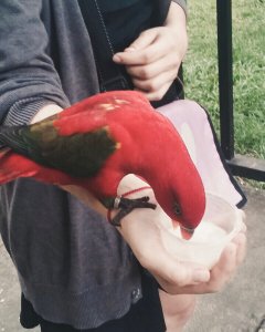 Holding a bird at KL bird park - La Vie En Marine