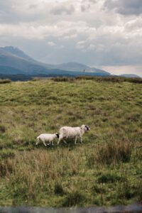 Visiting the Scottish Highlands - Sheep