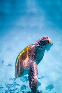 Asia Bucket List - Swimming With Turtles