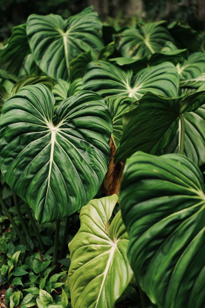 beautiful green leaf