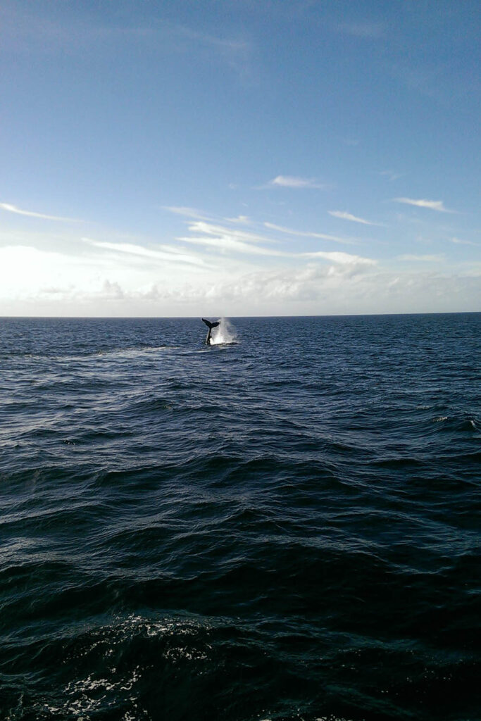 Whale Fin in Cape Cod