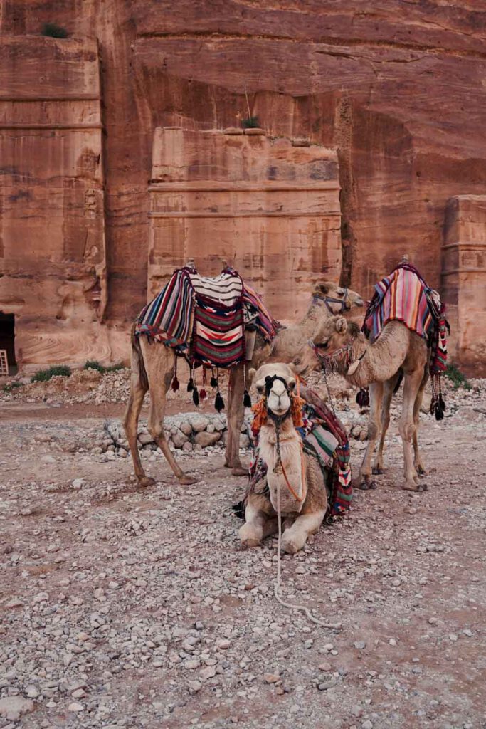 Three Camels having a rest