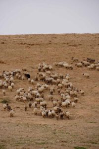 Sheep in the desert of Jordan