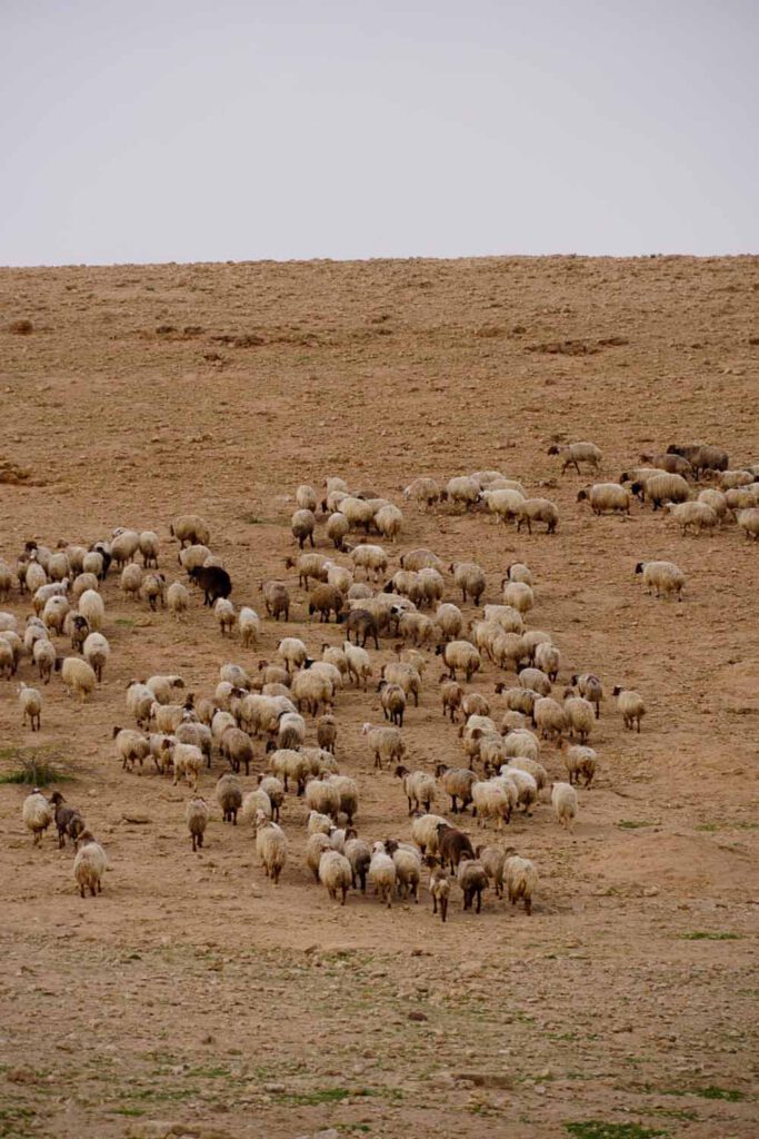 Sheep in the desert of Jordan