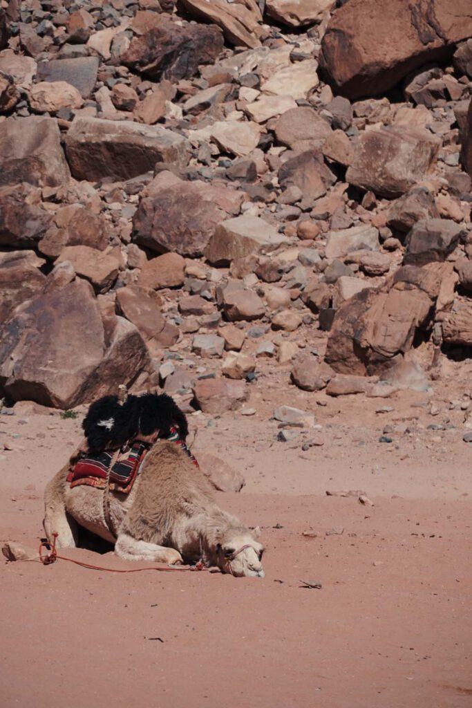 A camel napping in the desert