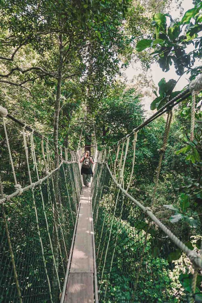 Girl walking on the Canopy Tree Top Walk in Taman Negara, Malaysia