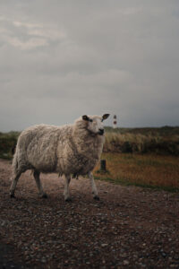 Sheep Roaming Around