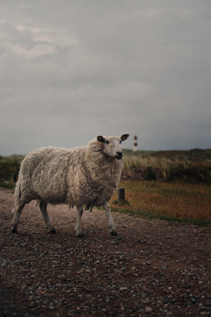 Sheep Roaming Around 