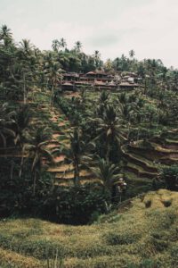 See a rice terrace