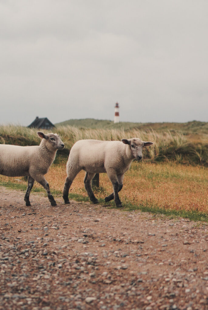Sylt Ellenbogen Baby Sheep - Explore Sylt