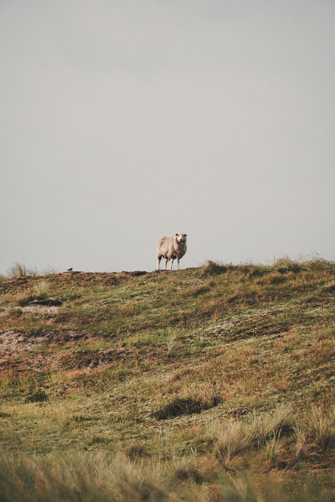 Sylt Ellenbogen Sheep from a distance - Explore Sylt