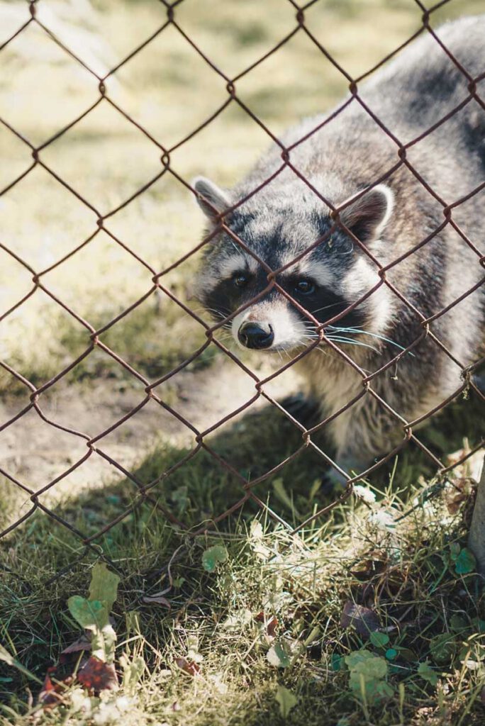 Raccoon Wildpark Düsseldorf