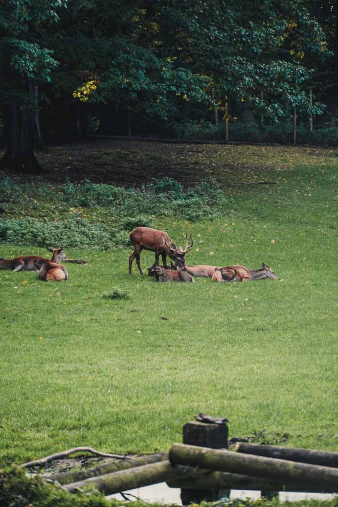 Deers Wildpark Düsseldorf 