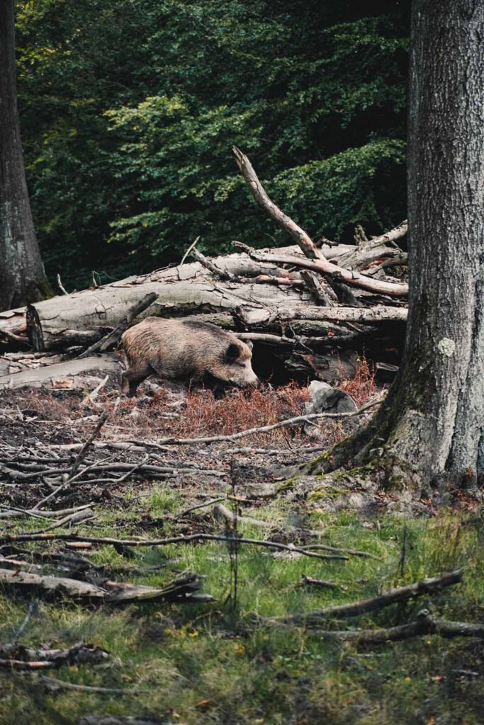 Wild Boar Wildpark Düsseldorf 