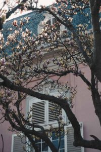 Day Trips from Düsseldorf - Blooming Magnolias