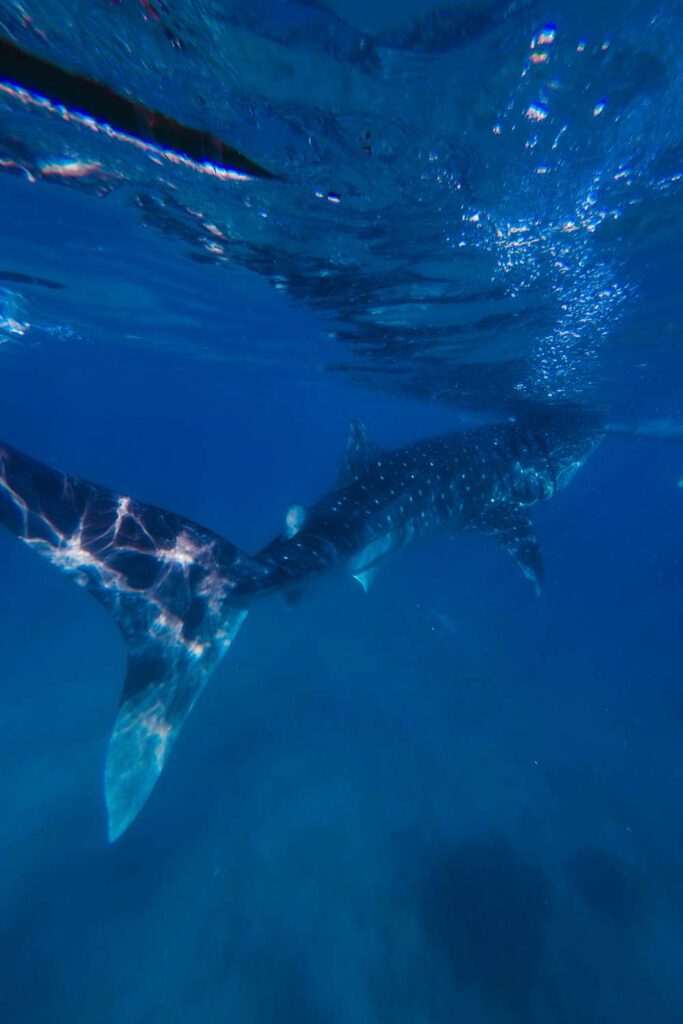 Swimming with Whale Sharks in Oslob