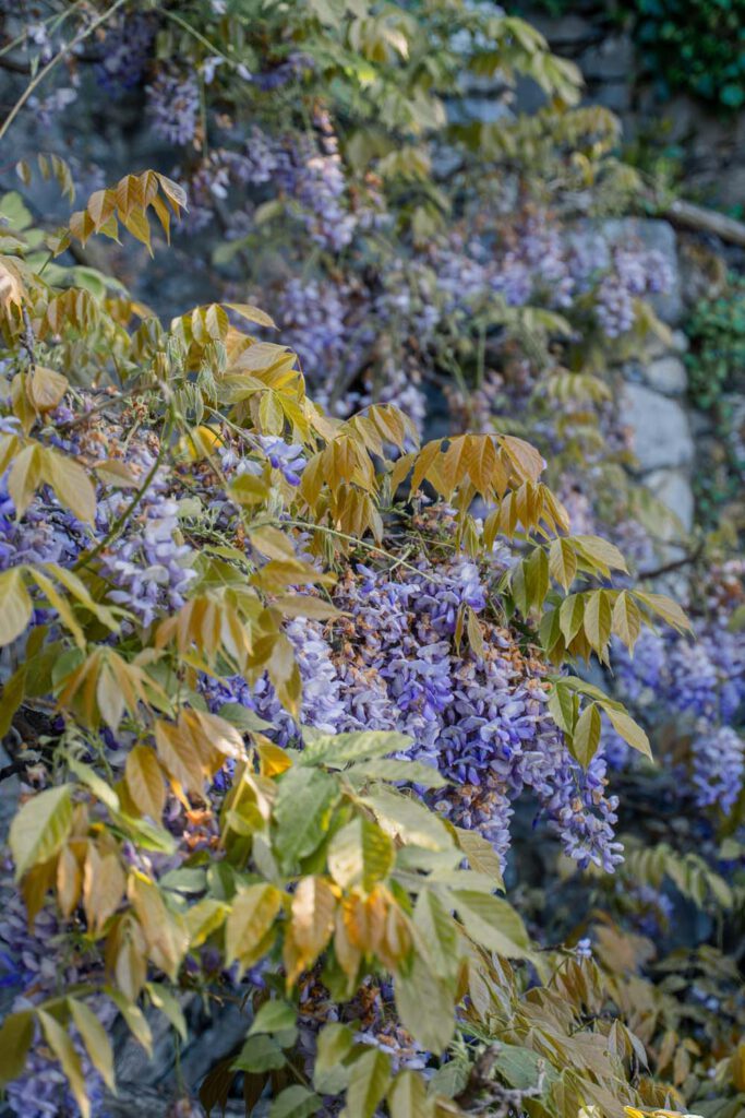 Wisteria at Villa Cipressi - Lago di Como Itinerary