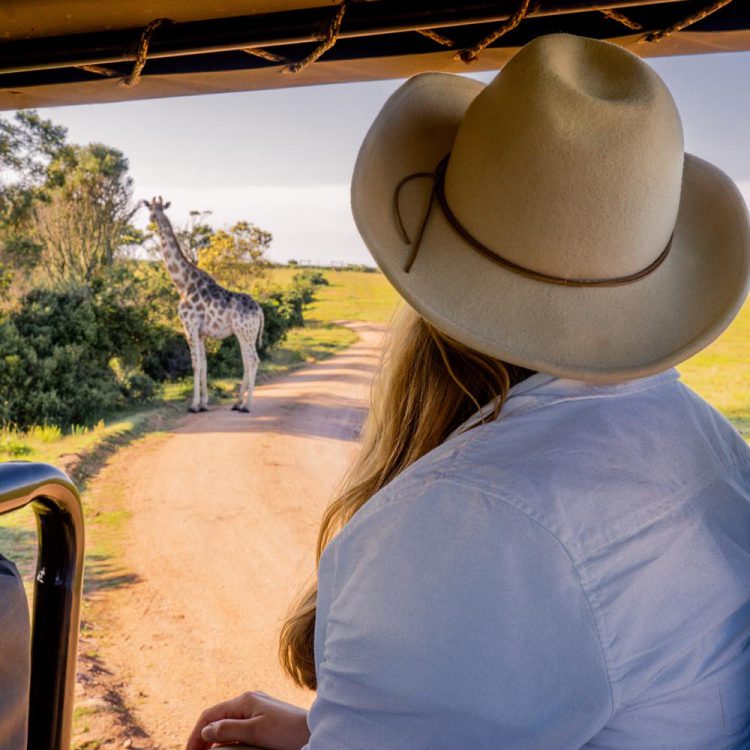 How to go on Safari in Cape Town and South Africa